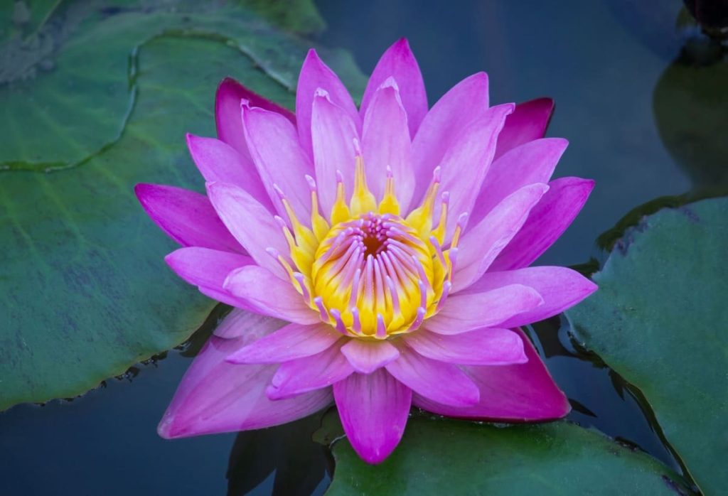 Flor de Loto, makao pro